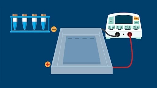 Separating Gel Electrophoresis