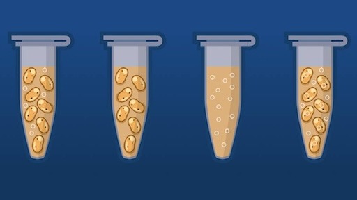 Transforming Bacteria